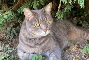 Disappearance alert Cat Male , 13 years Meyzieu France