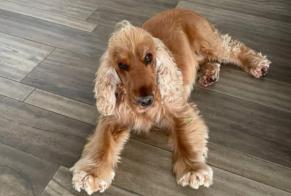 Disappearance alert Dog  Male , 5 years Mirabel France