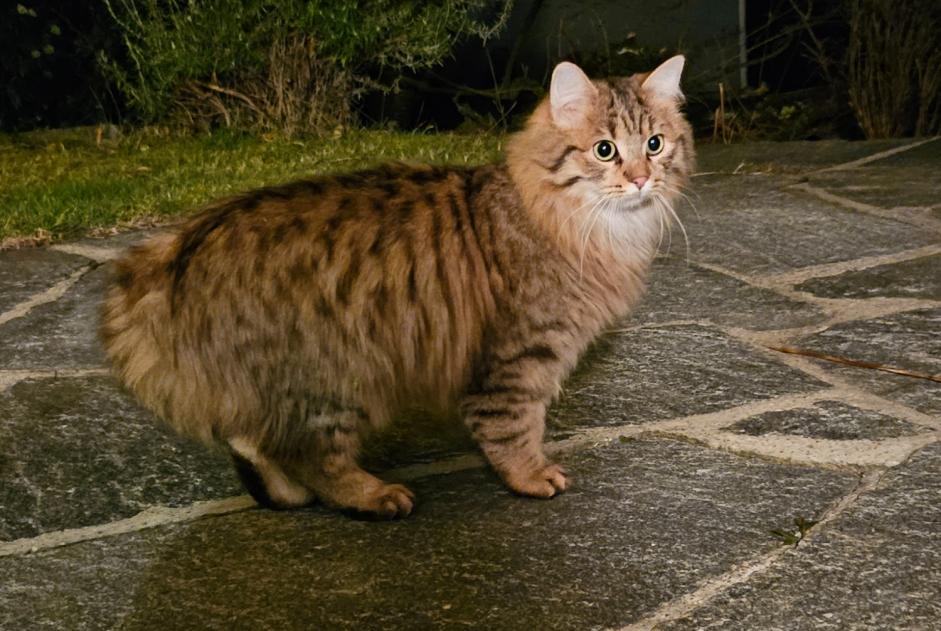 Discovery alert Cat Unknown Romanel-sur-Lausanne Switzerland