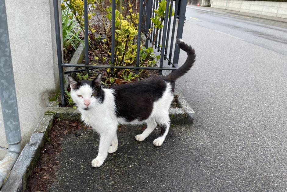 Discovery alert Cat Unknown Nyon Switzerland