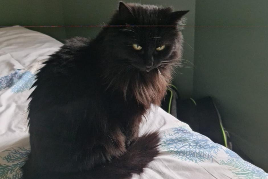 Disappearance alert Cat  Female , 11 years Saint-Pierre-d'Oléron France