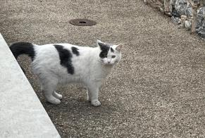 Discovery alert Cat Unknown Sion Switzerland