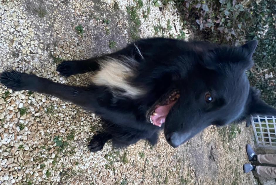 Discovery alert Dog miscegenation Male Taponnat-Fleurignac France