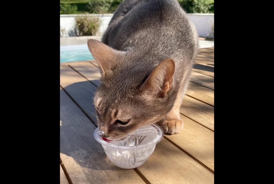 Disappearance alert Cat  Male , 9 years La Fouillade France