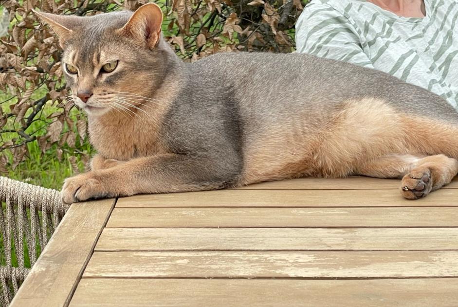 Disappearance alert Cat  Male , 9 years La Fouillade France