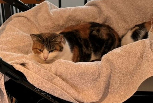 Disappearance alert Cat Female , 5 years Mont-la-Ville Switzerland