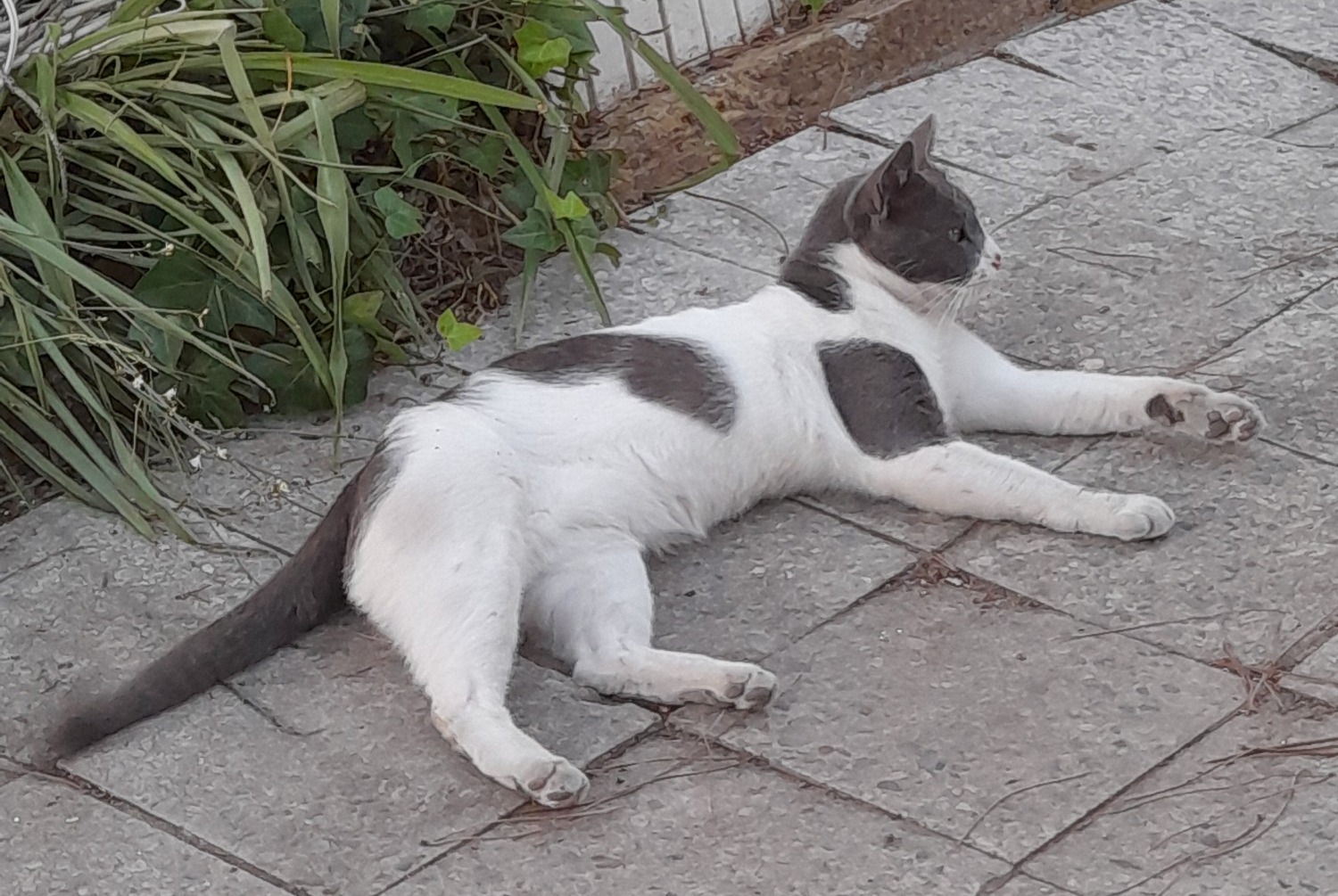 Disappearance alert Cat miscegenation Male , 6 years Lagoa de Albufeira - Sesimbra Portugal