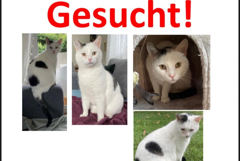 Disappearance alert Cat miscegenation Male , 14 years Basel Switzerland