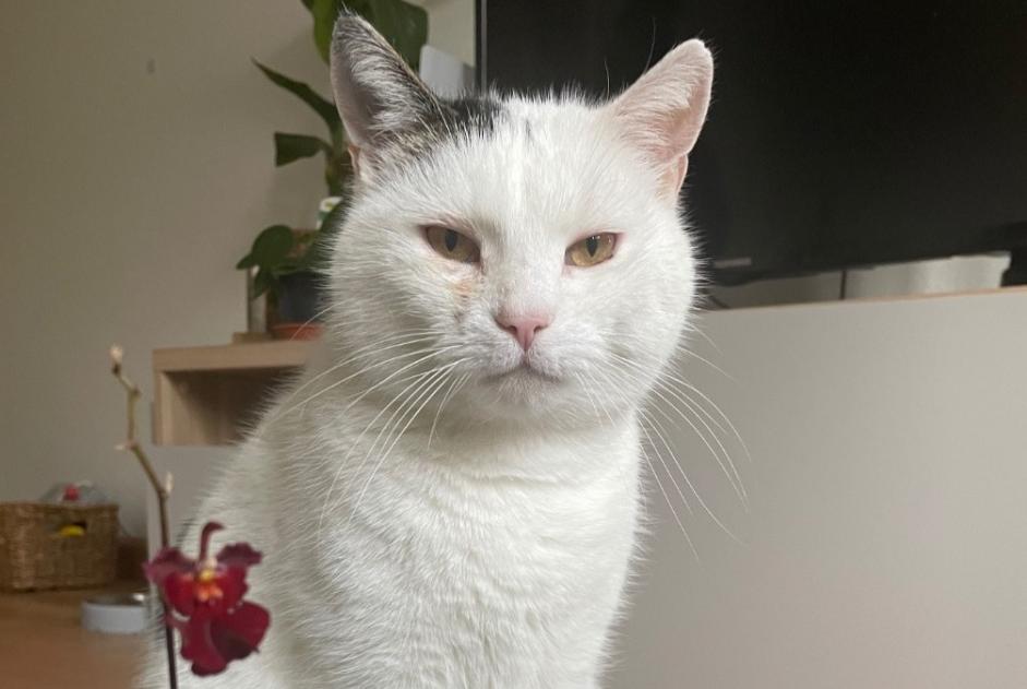 Disappearance alert Cat miscegenation Male , 14 years Basel Switzerland