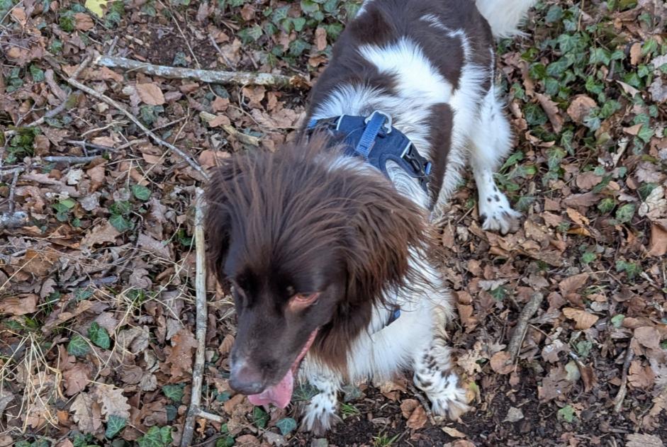 Disappearance alert Dog  Male , 2 years Chavigny France