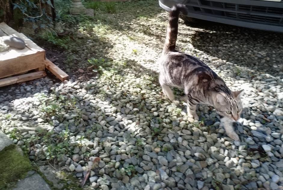 Discovery alert Cat Unknown Pau France