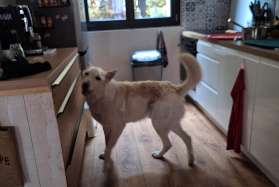 Discovery alert Dog Male , 5 years Mouleydier France