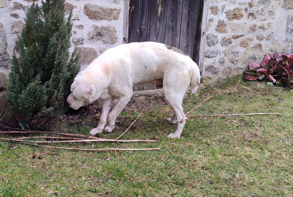 Discovery alert Dog Male Monlet France