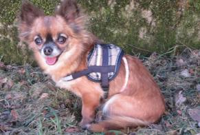 Disappearance alert Dog  Female , 7 years Mantes-la-Ville France