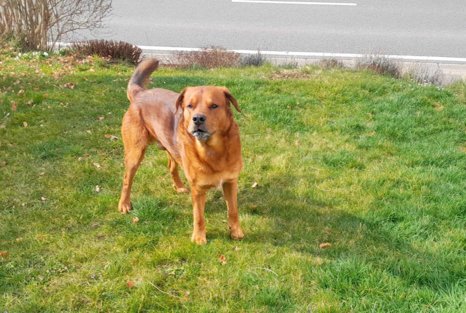 Discovery alert Dog Male Stoumont Belgium