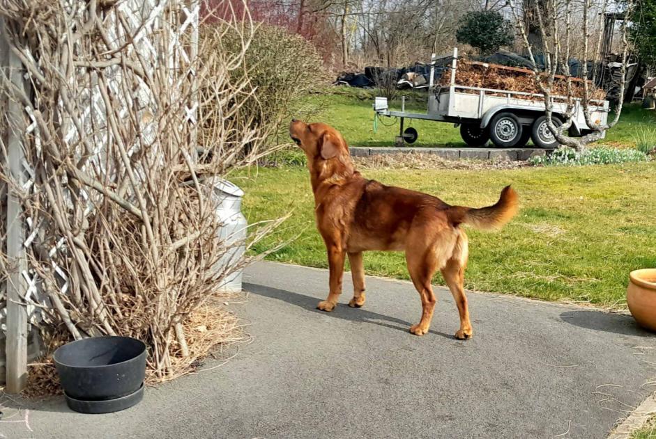 Discovery alert Dog Male Stoumont Belgium