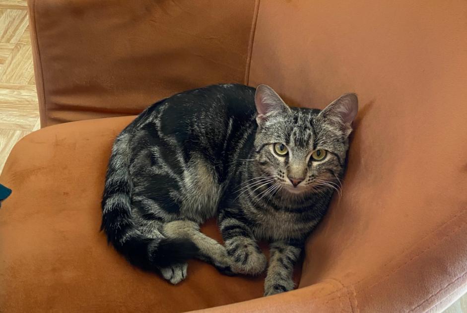 Discovery alert Cat Male , Between 9 and 12 months Anderlecht Belgium