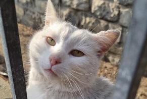 Discovery alert Cat Unknown Sion Switzerland