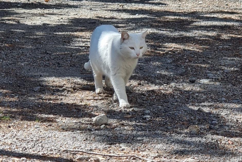 Discovery alert Cat Unknown Sion Switzerland