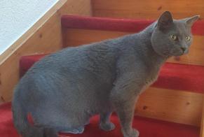 Disappearance alert Cat  Male , 10 years Gletterens Switzerland