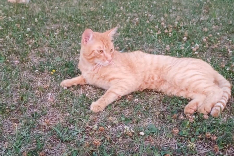 Disappearance alert Cat  Male , 2 years Saint-Aubin-de-Nabirat France