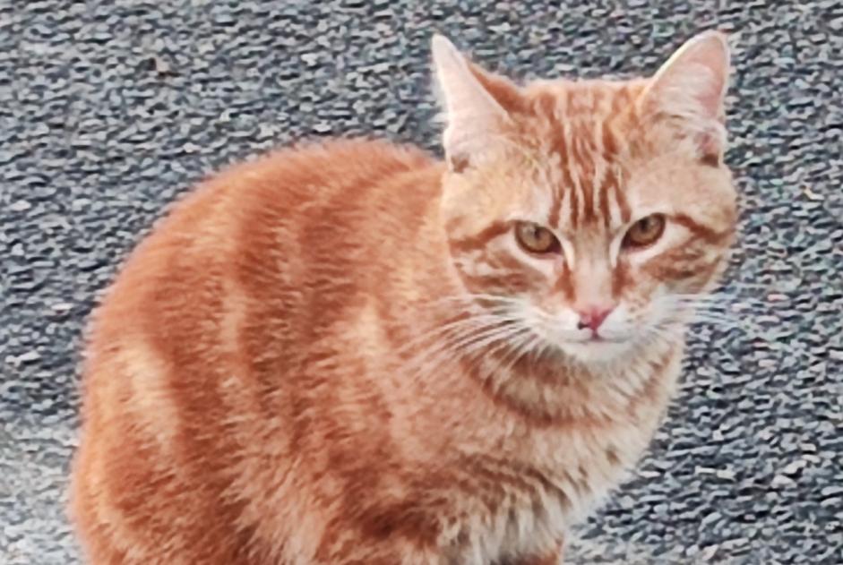 Discovery alert Cat Male Creil France