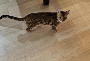 Disappearance alert Cat  Female , 1 years Chippis Switzerland