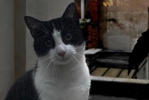 Disappearance alert Cat  Male , 2 years Saint-Gilles Belgium