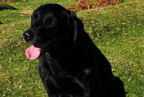 Disappearance alert Dog  Female , 10 years Saint-André-sur-Sèvre France