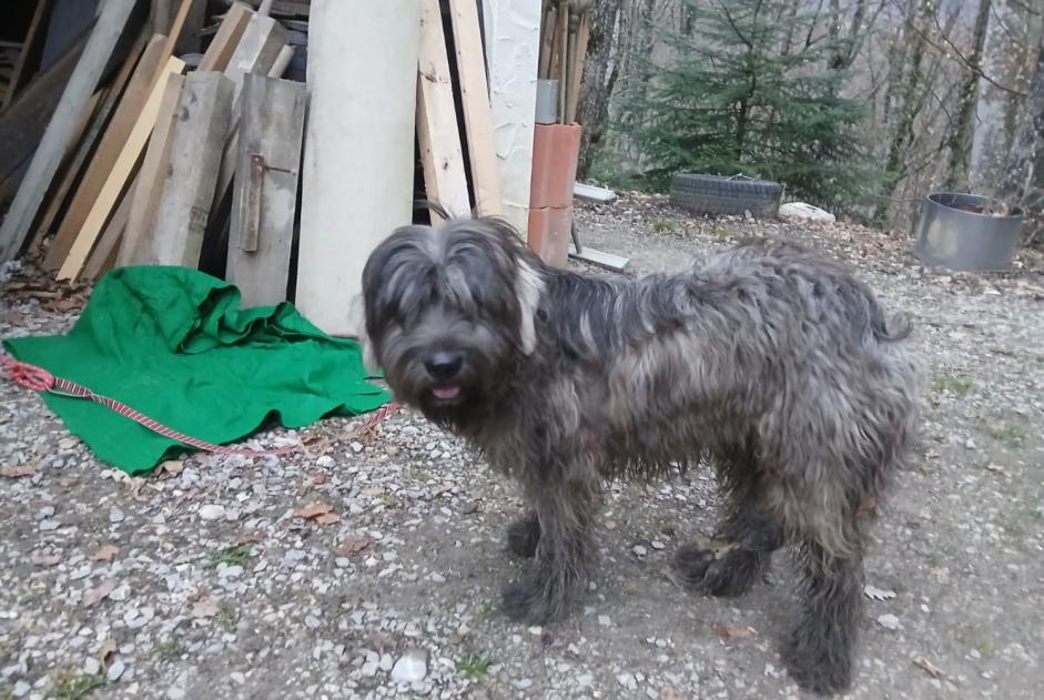 Discovery alert Dog Unknown Valserhône France