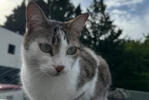 Disappearance alert Cat Female , 4 years Gagnac-sur-Garonne France