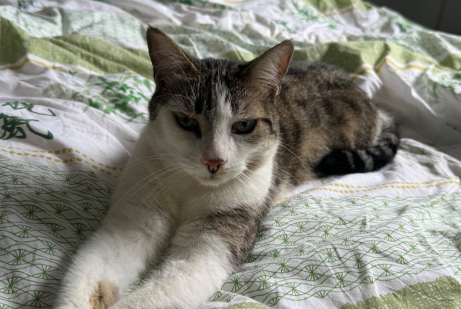 Disappearance alert Cat Female , 4 years Gagnac-sur-Garonne France