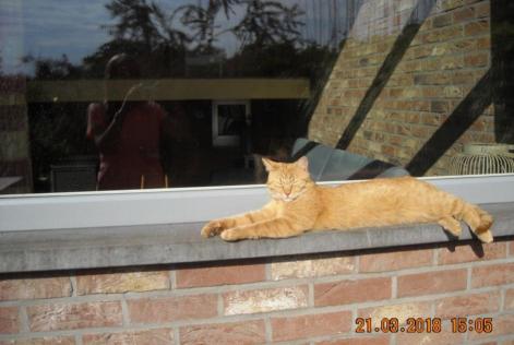 Alerta de Desaparición Gato Macho , 8 años Liège Bélgica