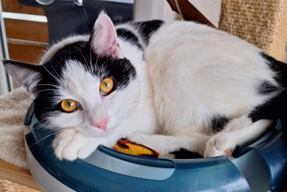 Alerta de Desaparición Gato Macho , 1 años Treytorrens (Payerne) Suiza