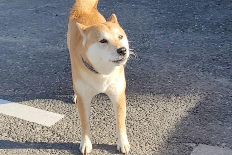 Alerta de Hallazgo Perro  Desconocido Cugnaux Francia