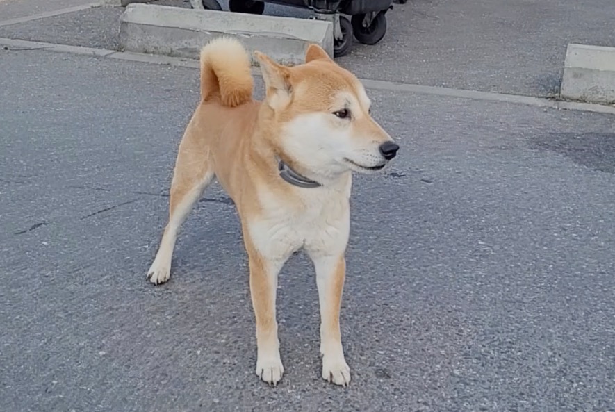 Alerta de Hallazgo Perro  Desconocido Cugnaux Francia