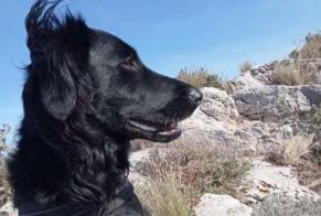 Alerta de Desaparición Perro cruce Hembra , 1 años Paradou Francia