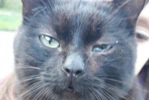 Alerta de Desaparición Gato Macho , 3 años Gandrange Francia
