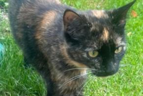 Alerta de Desaparición Gato Hembra , 1 años Bex Suiza