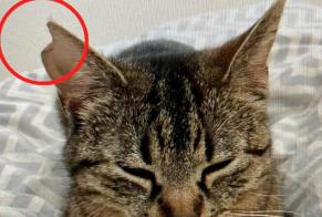 Alerta de Desaparición Gato Hembra , 3 años Gibloux Suiza