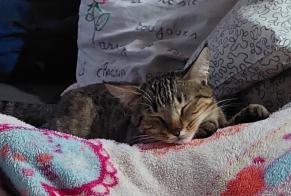 Alerta de Desaparición Gato  Hembra , 2 años Andrest Francia
