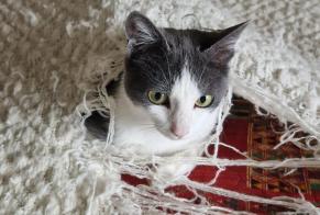 Alerta de Desaparición Gato  Hembra , 1 años Noville Suiza