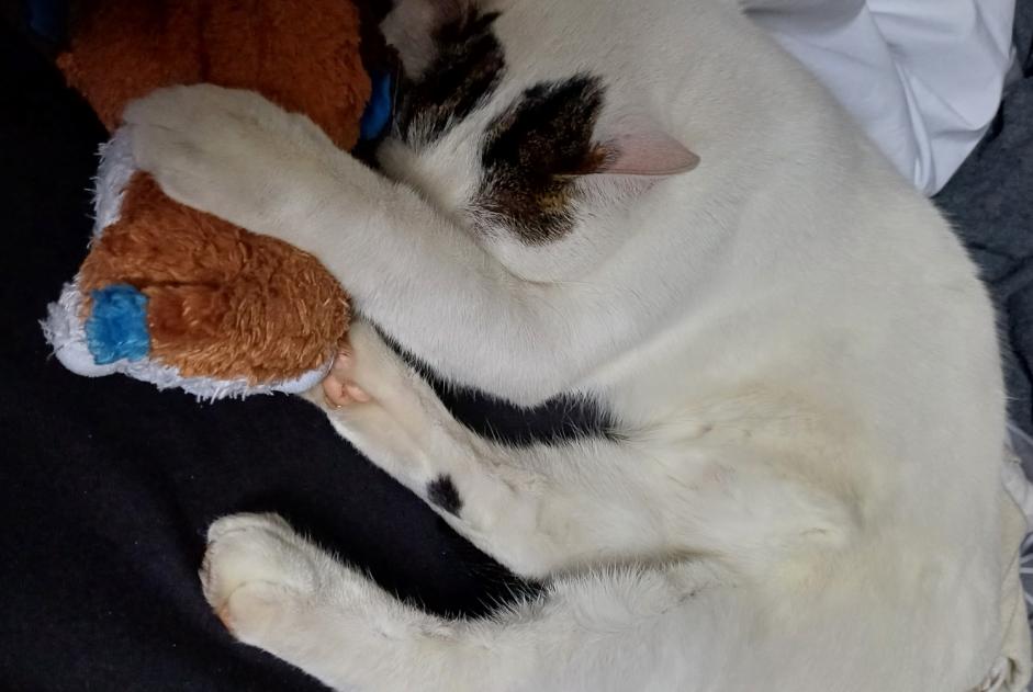 Alerta de Desaparición Gato  Macho , 2 años Dordives Francia