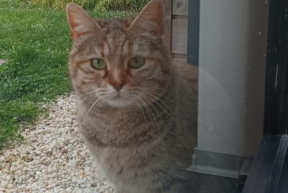 Alerta de Desaparición Gato Hembra , 2 años Versonnex Francia