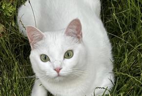 Alerta de Desaparición Gato Hembra , 2 años Tremblay-en-France Francia