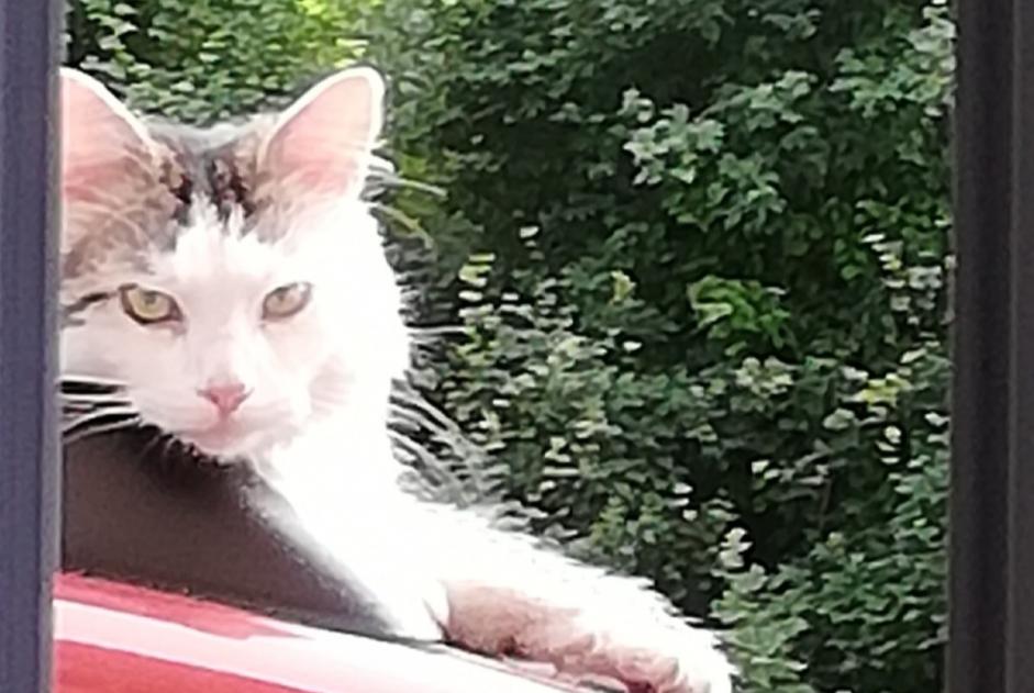 Alerta de Desaparición Gato cruce Macho , 3 años Bury Francia