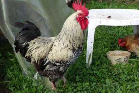 Alerta de Desaparición Otros Coq Macho , 2024 años Saint-Léonard-de-Noblat Francia