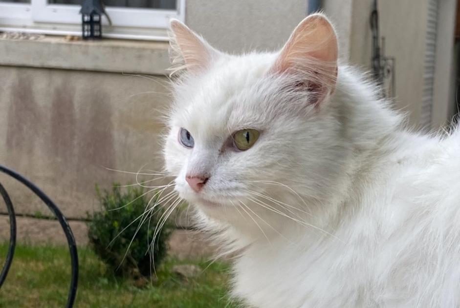 Alerta de Desaparición Gato Hembra , 8 años Couture Francia