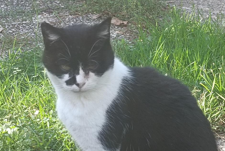 Alerta de Desaparición Gato Hembra , 9 años Vigneux-sur-Seine Francia