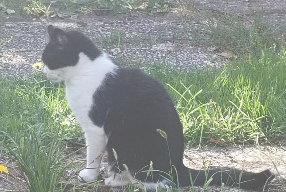 Alerta de Desaparición Gato Hembra , 9 años Vigneux-sur-Seine Francia